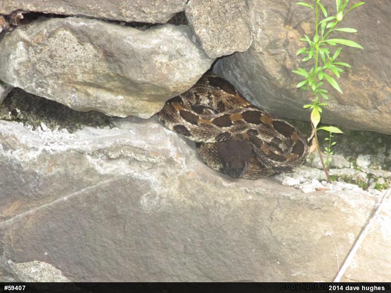 Timber Rattlesnake