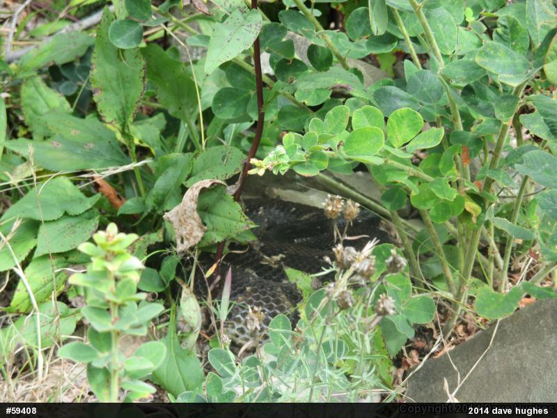 Timber Rattlesnake