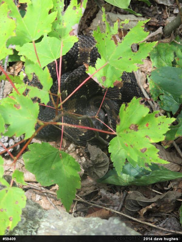 Timber Rattlesnake
