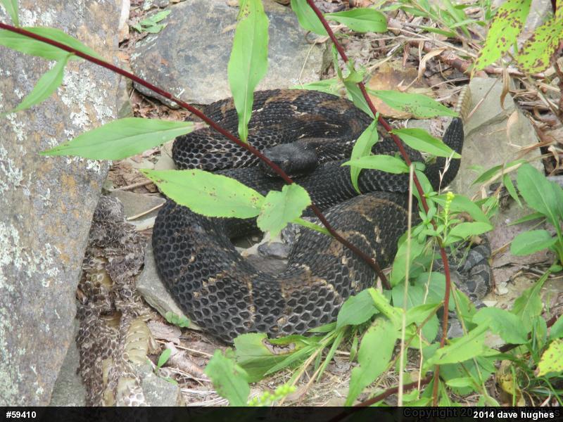 Timber Rattlesnake