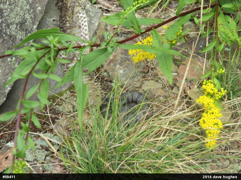 Timber Rattlesnake