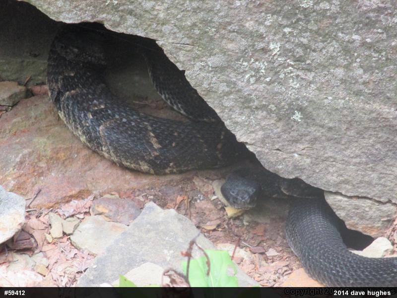 Timber Rattlesnake