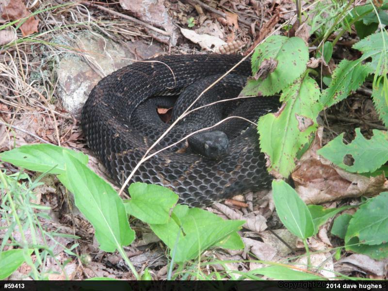 Timber Rattlesnake