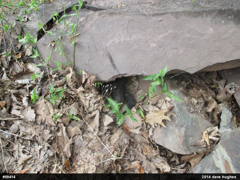 Timber Rattlesnake