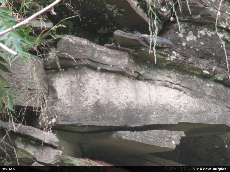 Timber Rattlesnake