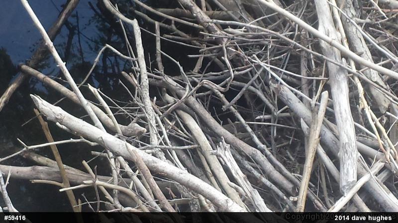 Northern Watersnake