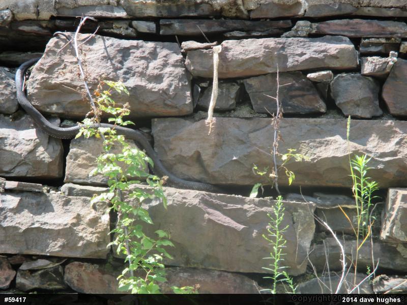 Eastern Ratsnake