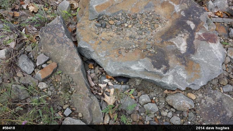 Eastern Ratsnake