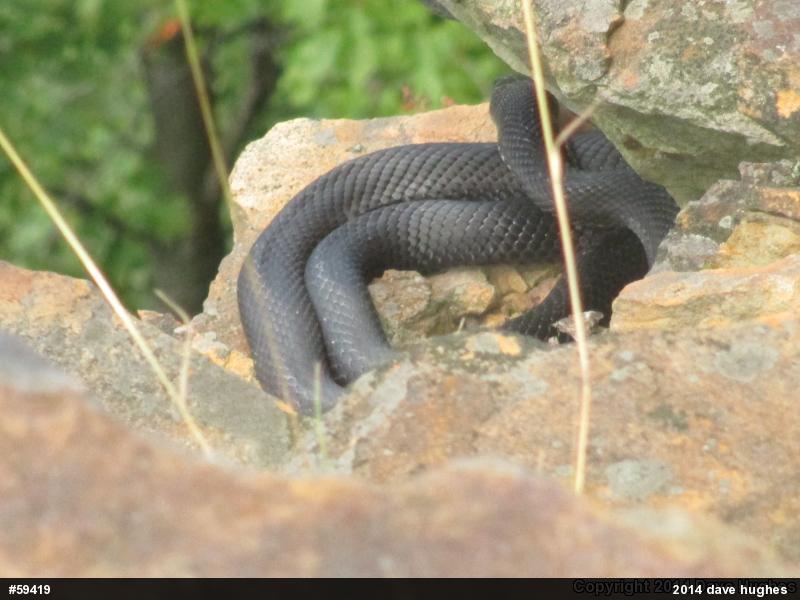 Eastern Ratsnake