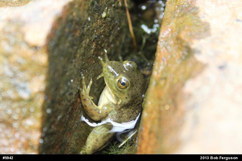 American Bullfrog