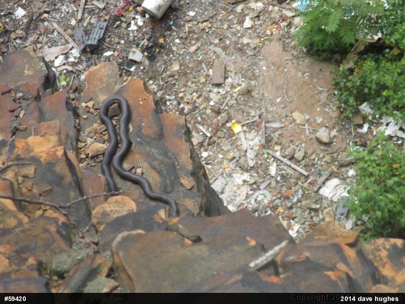 Eastern Ratsnake