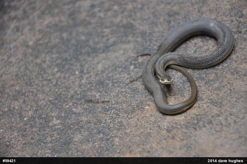 Queensnake
