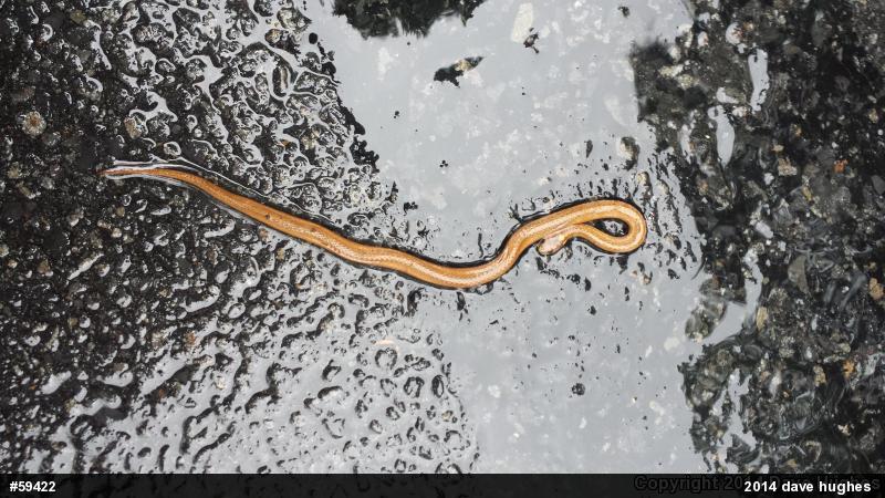 Red-bellied Snake