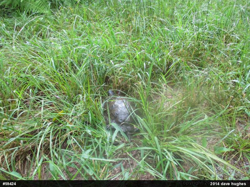Wood Turtle
