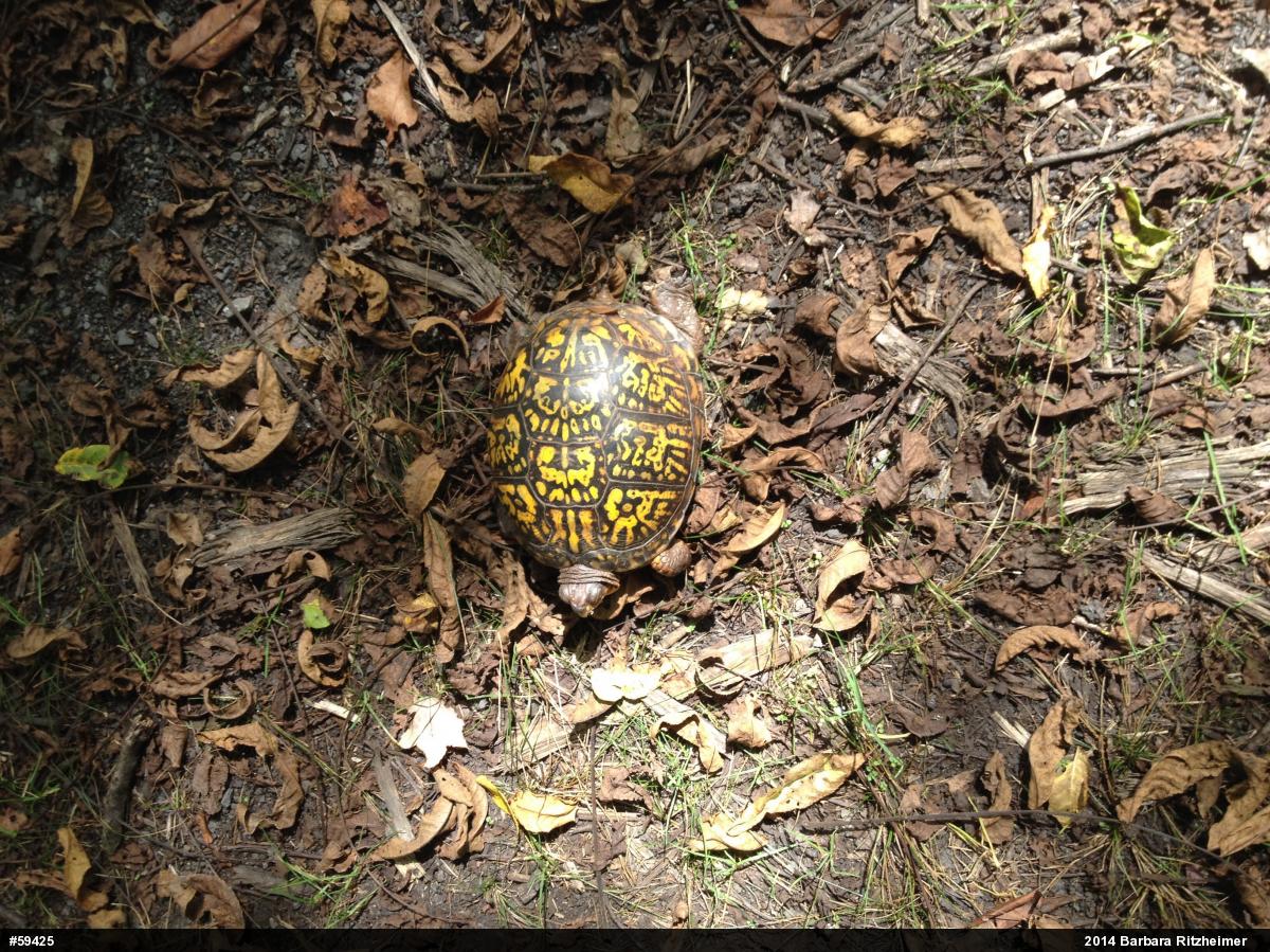 Eastern Box Turtle