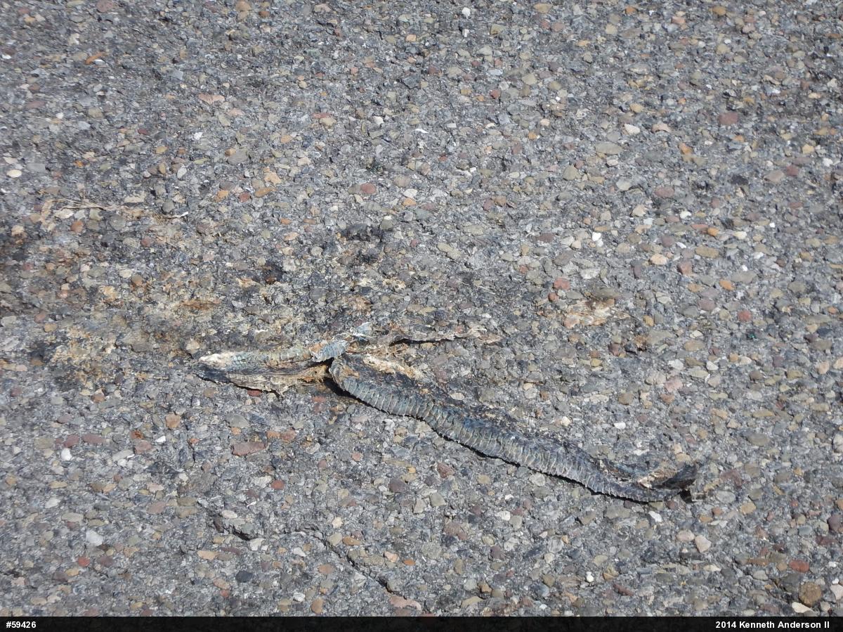 Eastern Gartersnake