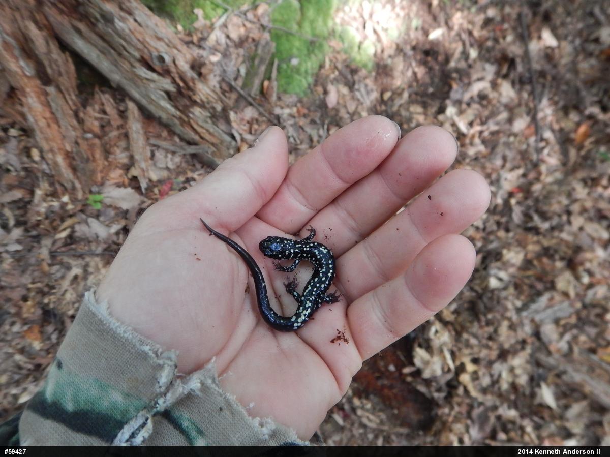 Northern Slimy Salamander