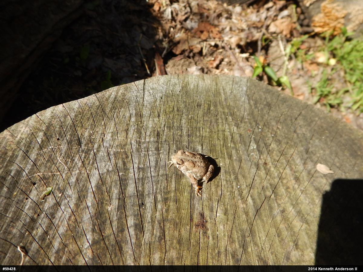 Eastern American Toad