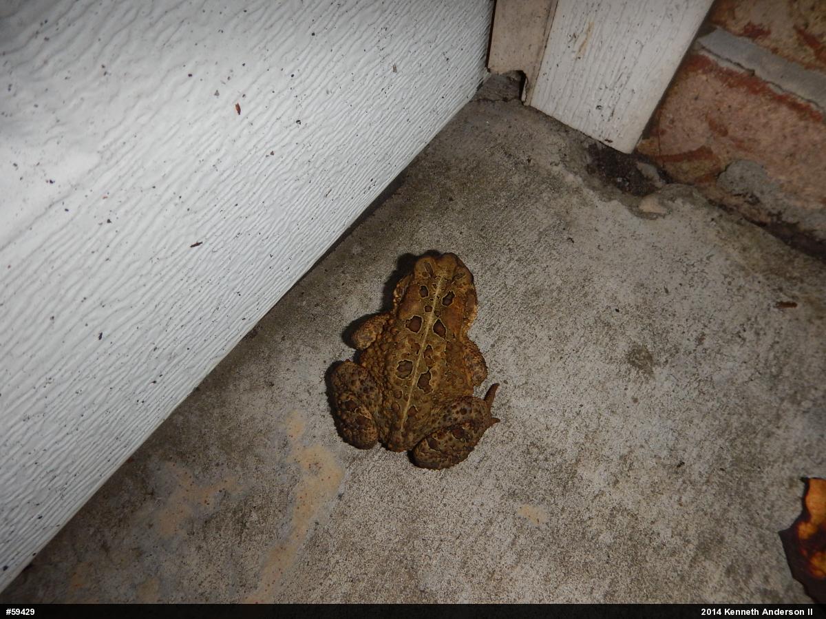 Eastern American Toad