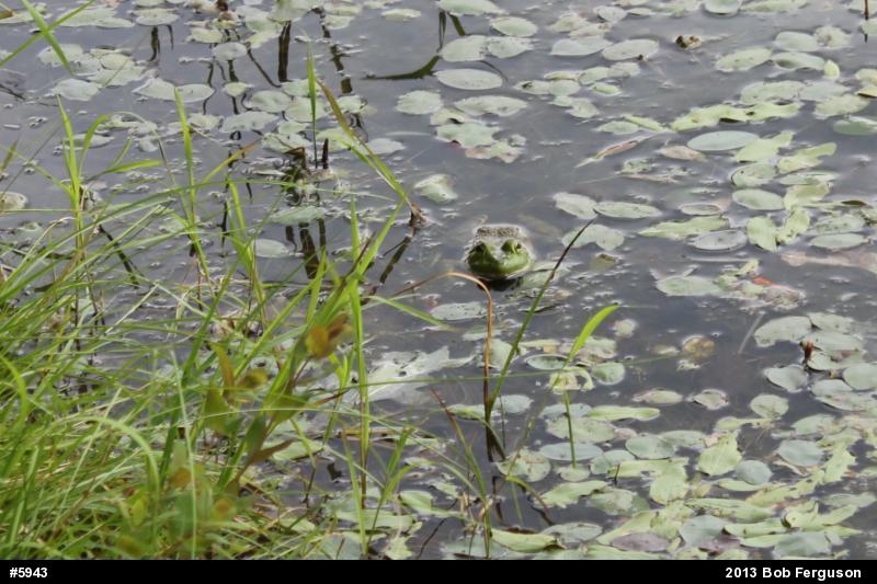 True Frogs