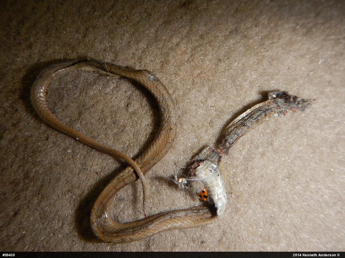 Dekay's Brownsnake