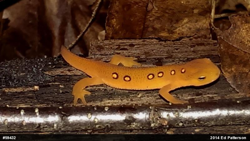 Red-spotted Newt