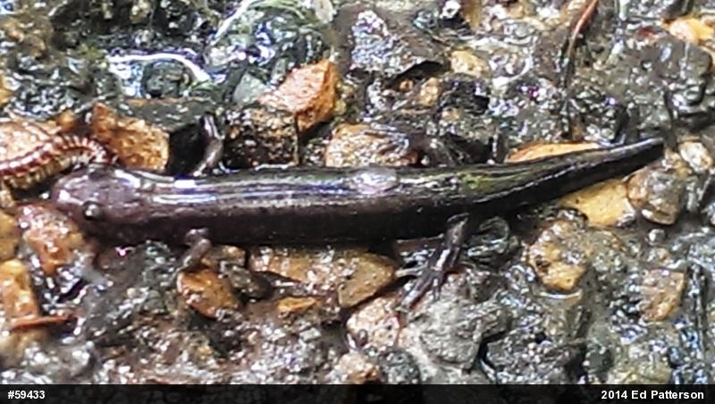 Allegheny Mountain Dusky Salamander