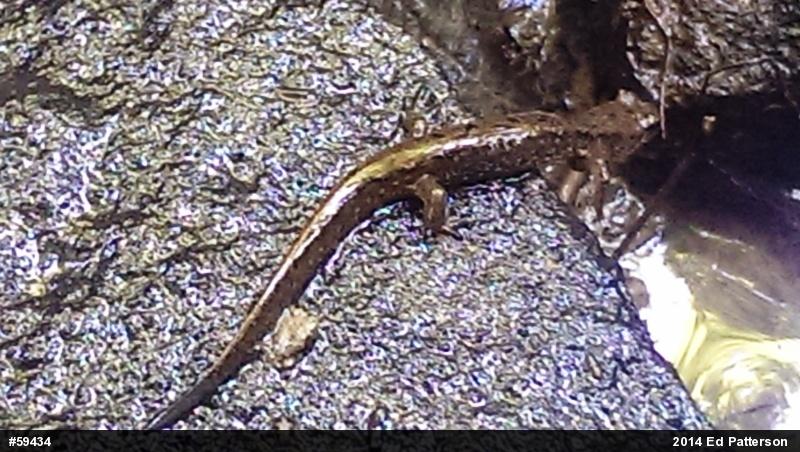 Northern Dusky Salamander