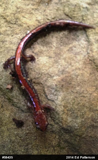 Eastern Red-backed  Salamander