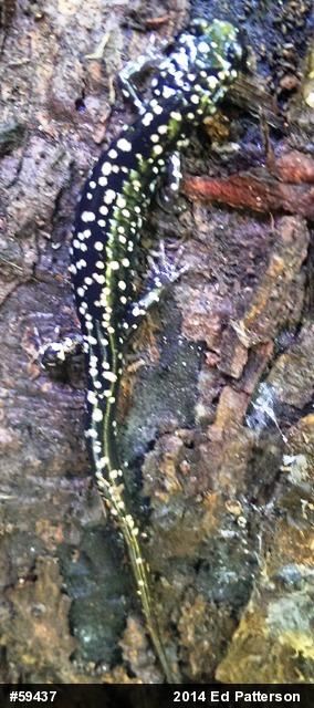 Northern Slimy Salamander