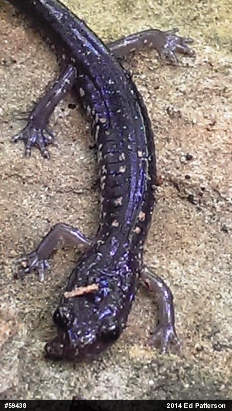 Wehrle's Salamander