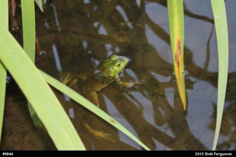 American Bullfrog