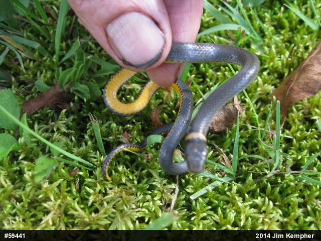 Northern Ring-necked Snake