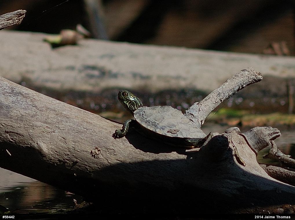 Northern Map Turtle