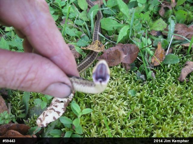 Eastern Gartersnake