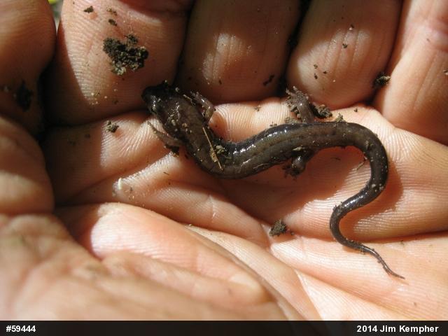 Allegheny Mountain Dusky Salamander