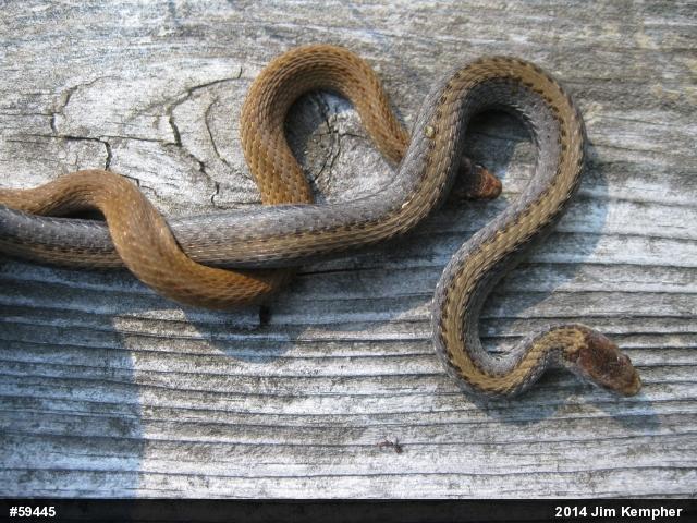 Red-bellied Snake