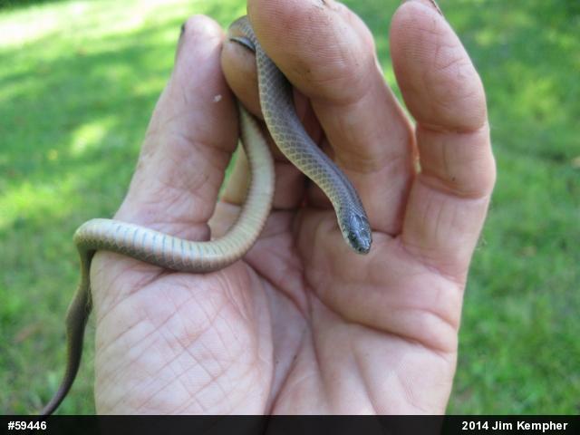 Mountain Earthsnake