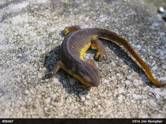 Red-spotted Newt