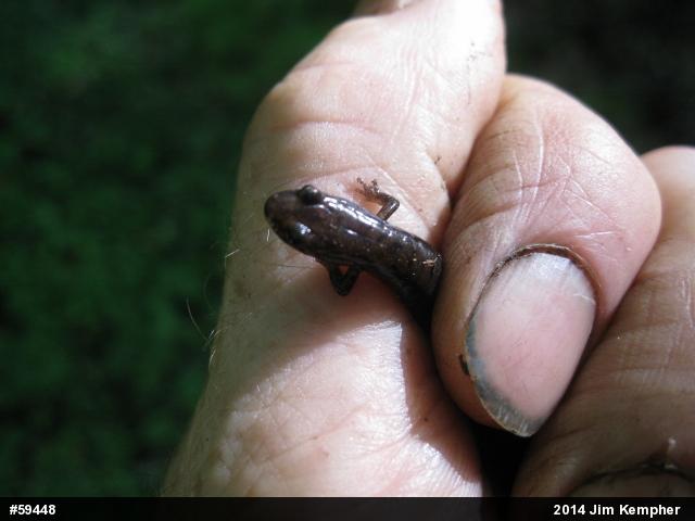 Allegheny Mountain Dusky Salamander