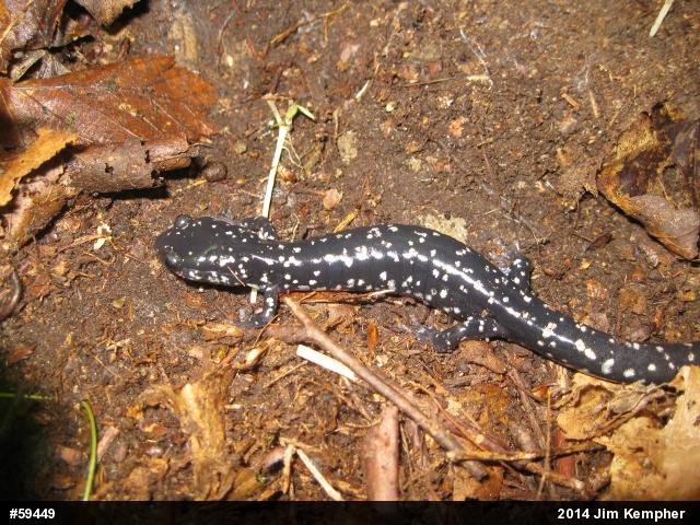 Northern Slimy Salamander