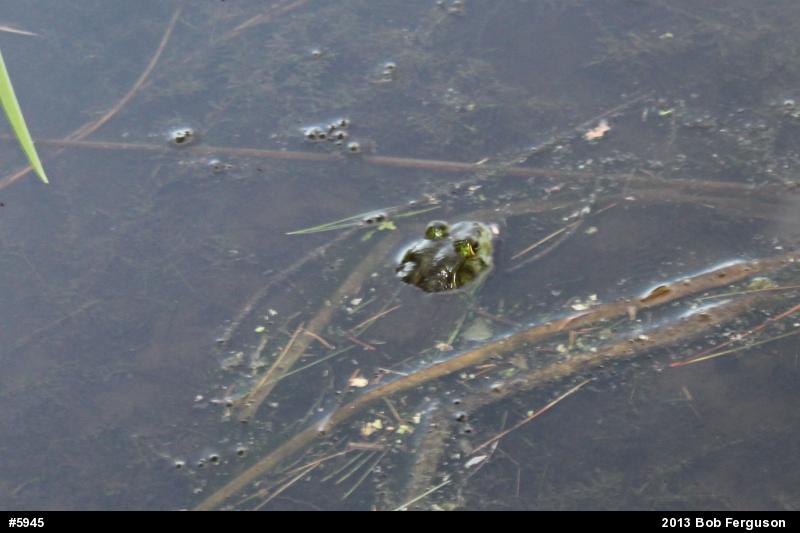 American Bullfrog