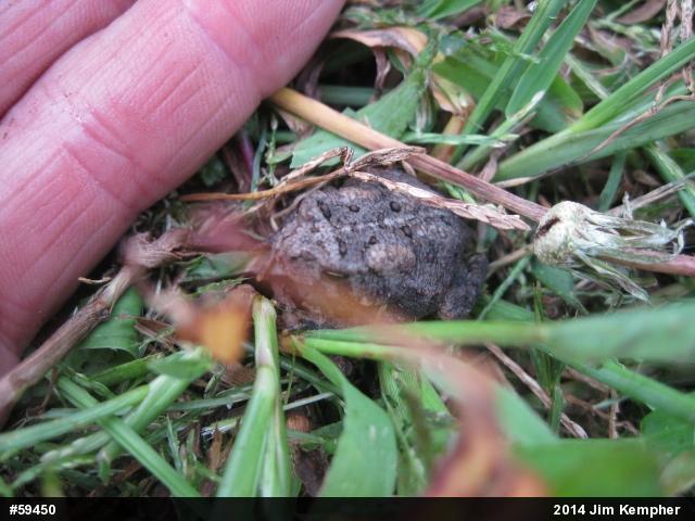 Eastern American Toad