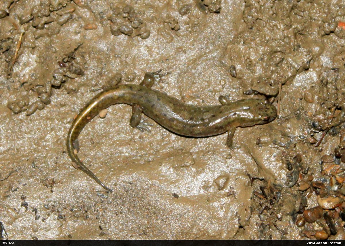 Northern Dusky Salamander