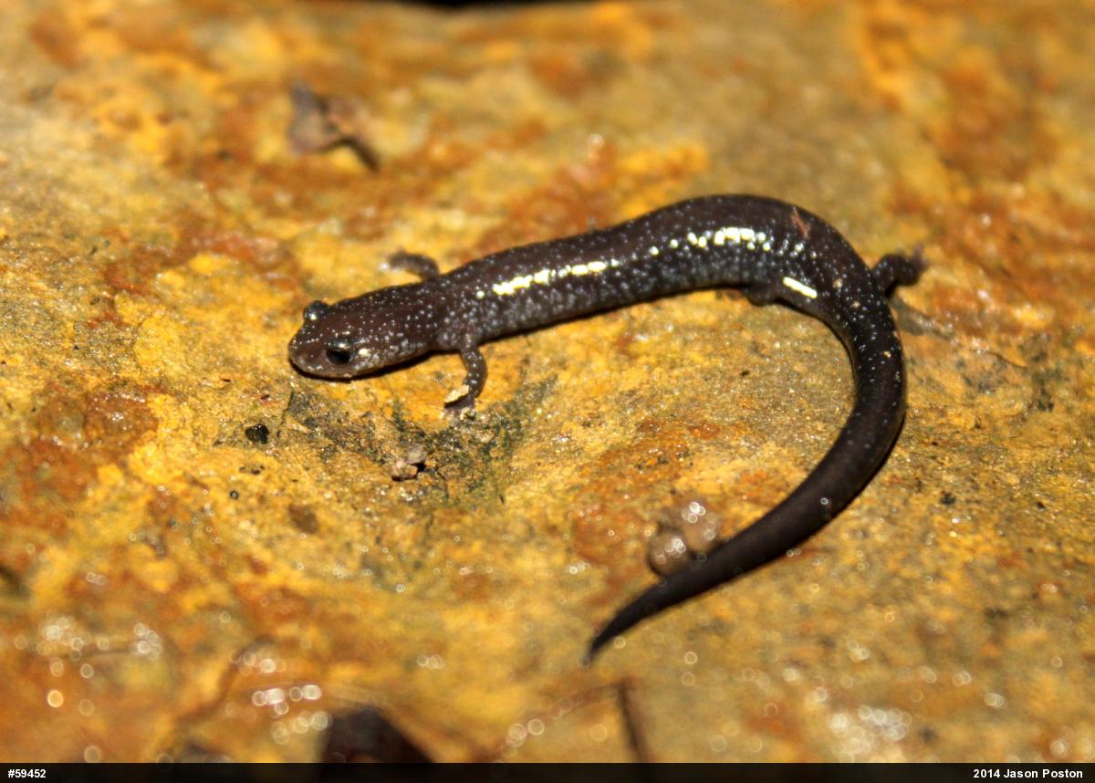 Northern Ravine Salamander