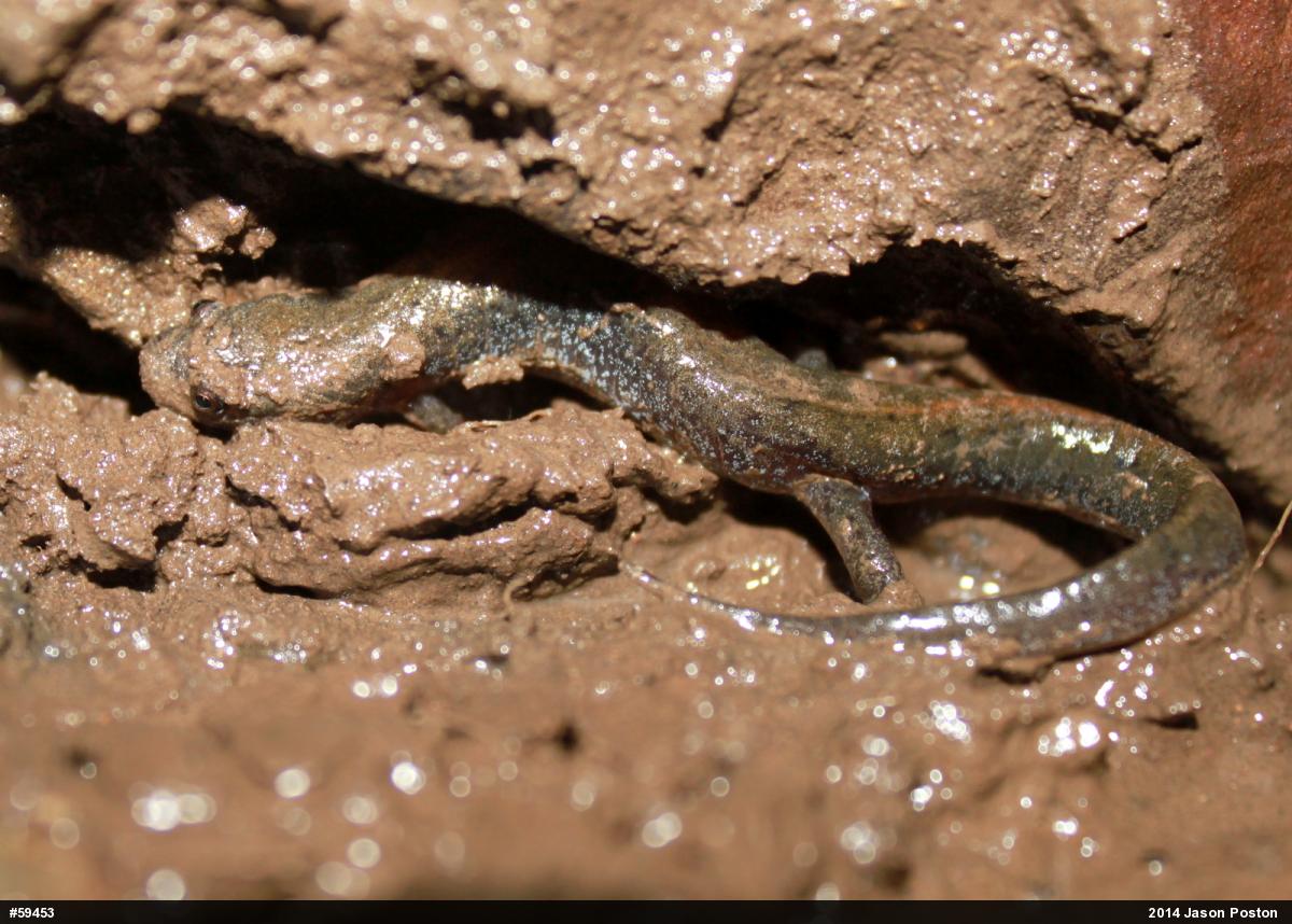 Northern Dusky Salamander