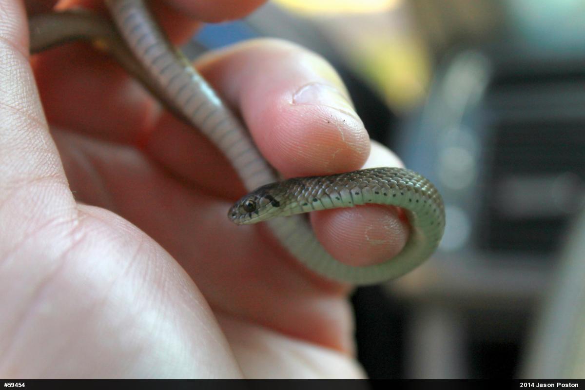 Dekay's Brownsnake