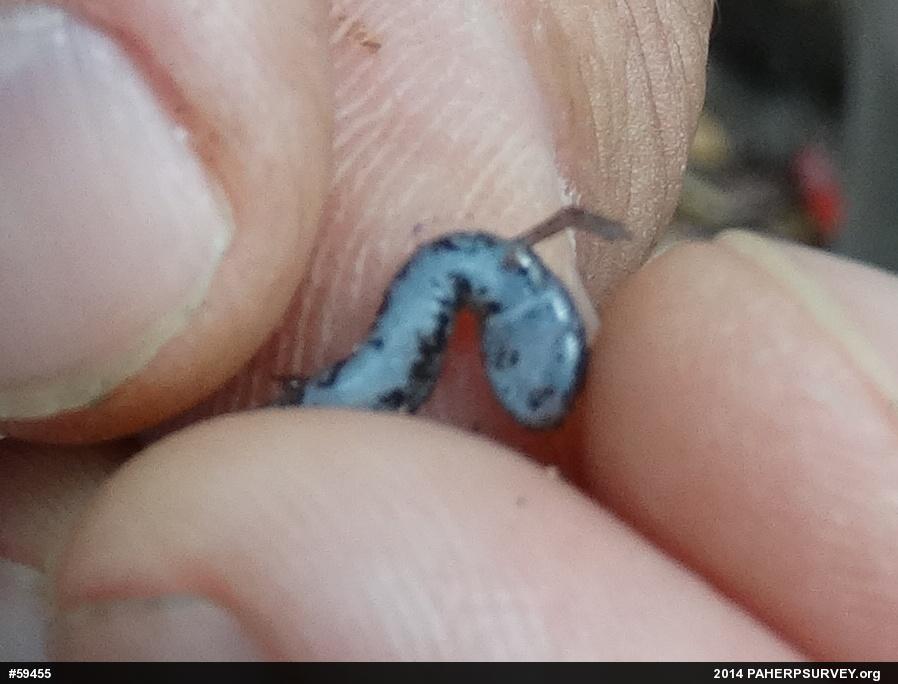 Four-toed Salamander