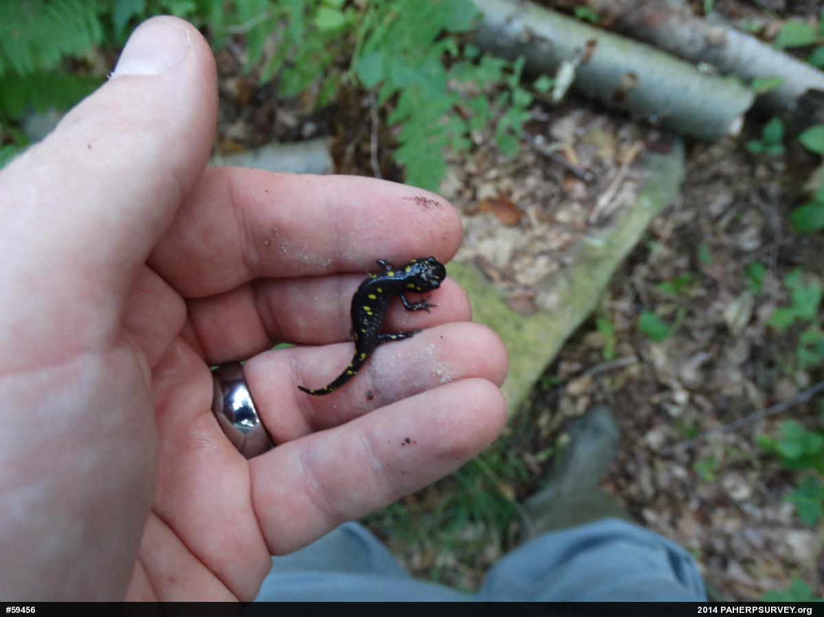 Spotted Salamander