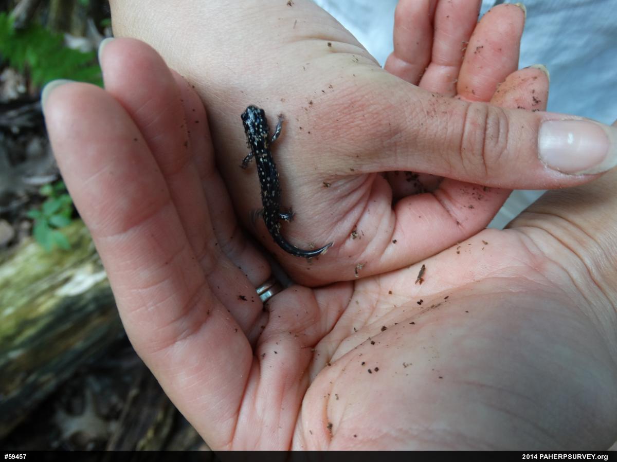 Northern Slimy Salamander